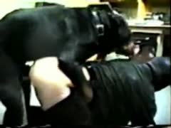 Black dog copulates chap with a hoodie